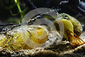 Painter`s mussel, partially hidden in sand aquatic bivalve mollusk, filter water, blurred figure of Physa fontinalis