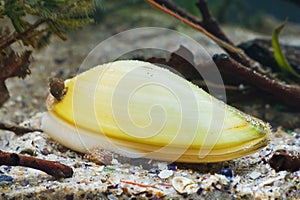 Painter`s mussel, Unio pictorum, medium-sized freshwater river species, aquatic bivalve mollusk, biotope aqua photo