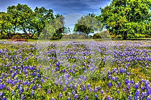 Painterly photo of Bluebonnets in the Texas Hill Country