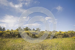 Painterly picture of Tuscany wild nature light and colors