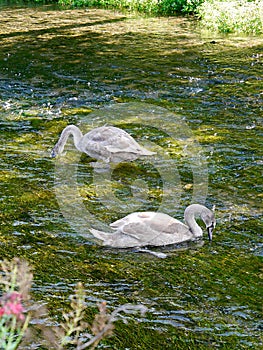Painterly scene of two swans on a river, Cotswolds village, UK