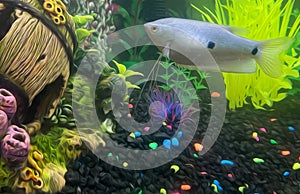 Painting of an Aquarium with a 2-spotted Gourami, Colorful Plants and Sunken Barrel