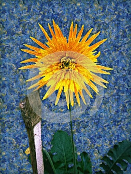 Painting of Barberton daisy in post-impressionist style