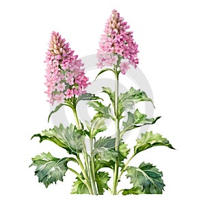 A painting of the Cheddar Pink plant. Ai-Generated.