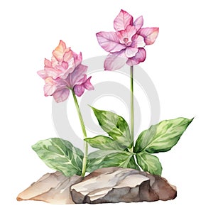 A painting of the Cheddar Pink plant. Ai-Generated.