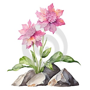 A painting of the Cheddar Pink plant. Ai-Generated.