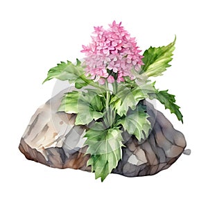 A painting of the Cheddar Pink plant. Ai-Generated.