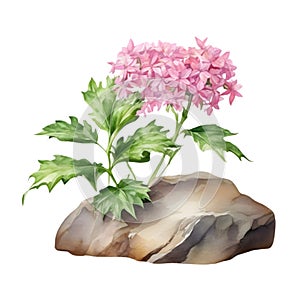 A painting of the Cheddar Pink plant. Ai-Generated.