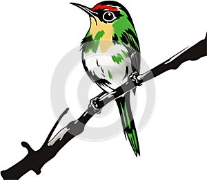 Painting of a CUBAN TODY bird using the Japanese brushstroke technique.