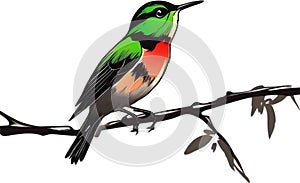 Painting of a CUBAN TODY bird using the Japanese brushstroke technique.