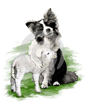 Painting of a dog, Border Collie, hugging a loving lamb, on white background