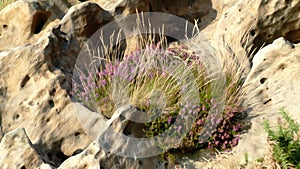 Painting of eroded rocks with herbs