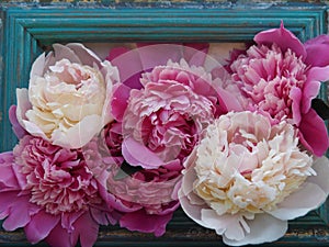 Painting with fresh peony flowers in vintage frame.