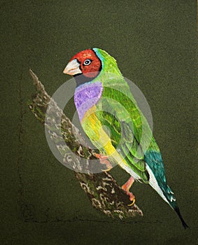 Painting of a Lady Gouldian Bird