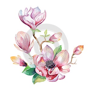 Painting Magnolia flower wallpaper. Hand drawn Watercolor floral