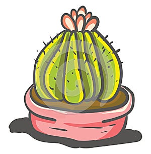 Painting a of mammillary cactus with a beautiful flower at its top vector color drawing or illustration photo