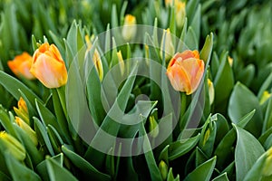 Painting of orange tulips in a greenhouse of flowers. The flowers are almost in bloom and you can enjoy them.