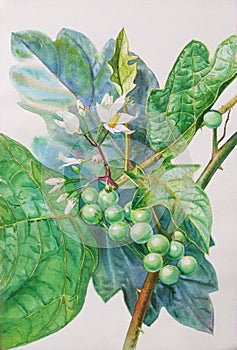 Painting original realistic herb of turkey berry and green leaves