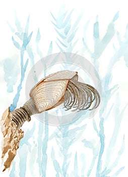 Painting of a pelagic gooseneck barnacle Lepas anatifera