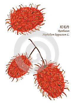 Painting rambutan Isolated_Raster_