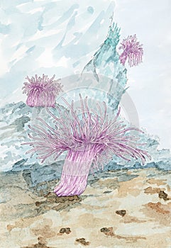 Painting of a Sea anemones polyps