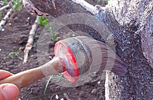 Painting tree with lime in the spring