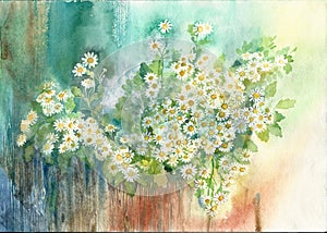 Little white daisy flowers. Botanical illustration. photo