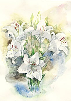 White lilies. Botanical illustration. madonna lily photo