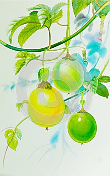 Painting watercolor on paper, yellow,green color of passion fruit.