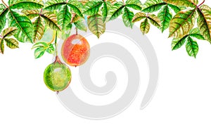 Painting watercolor Tropical Leaves of passion fruit photo