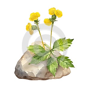 A painting of the Yellow Rattle plant. Ai-Generated.