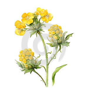 A painting of the Yellow Rattle plant. Ai-Generated.