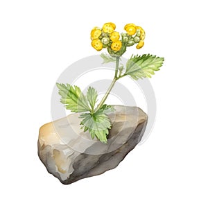 A painting of the Yellow Rattle plant. Ai-Generated.