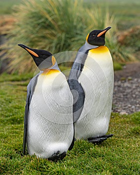 Pair of 2 King Penguins (APTENODYTES PATAGONICUS) on South Georgia isolated against green background