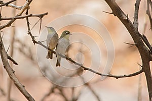 Pair of Abyssinian White-eyes