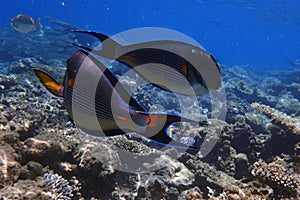 Pair of Acanthurus sohal fish