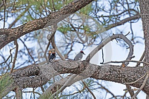 Pair of Acorn Woodpeckers on an Oak Tree