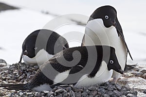 Pair of Adelie penguins in on the nest next to another