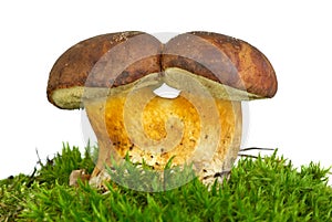 Pair of adnate boletus mushrooms
