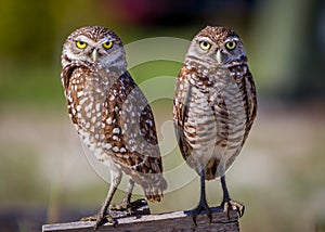 Pair of adorable borrowing owls photo