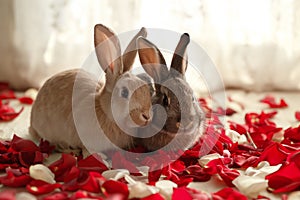 A pair of adorable bunnies snuggle together surrounded by a scattering of red and white rose petals