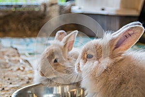 Pair of adorable fluffy bunny rabbits eating out of silver bowl at the county fair