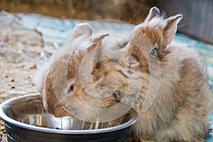 Pair of adorable fluffy bunny rabbits eating out of silver bowl at the county fair