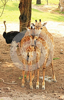 Pair of adorable giraffes relaxing together
