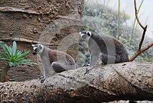 Pair of Adorable Ring Tailed Lemurs Sitting Together on a Tree
