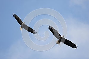 Pair of Adult Bald Eagles (haliaeetus leucocephalus)