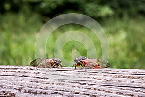 Pair of adult cicada Tibicina haematodes
