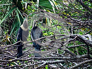 A pair of adult femaile Anhingas roosting above a tropical swamp