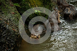 A pair of adult giant river otters Pteronura brasiliensis