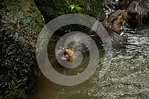 A pair of adult giant river otters Pteronura brasiliensis